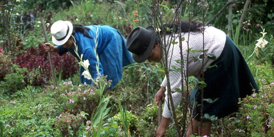 Organic medicinal herbs field